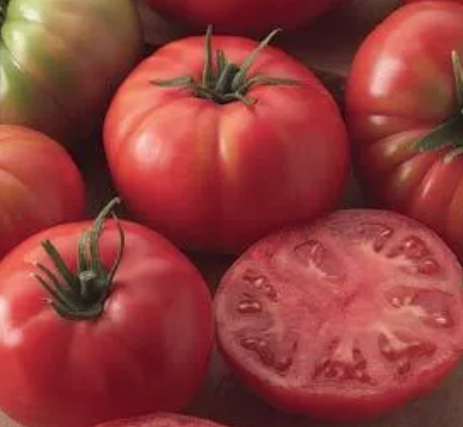 Tomato &#39;Champion&#39; OG - 4&quot;