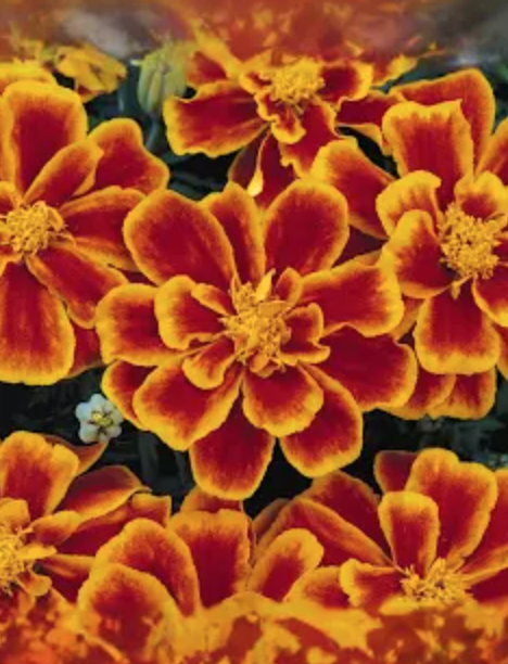 Marigold &#39;Durango Flame&#39; - 6pk