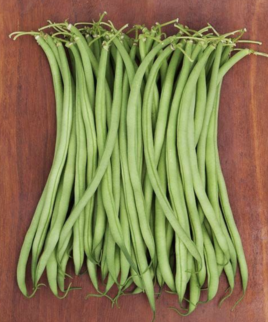 Bean &#39;Maxibel&#39; (Haricot Verts) - 6pk