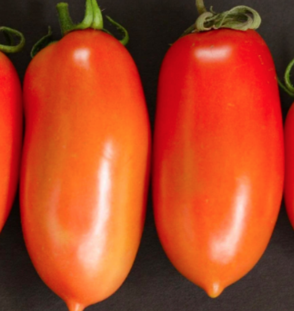 Tomato &#39;Roma&#39; OG - 4&quot;