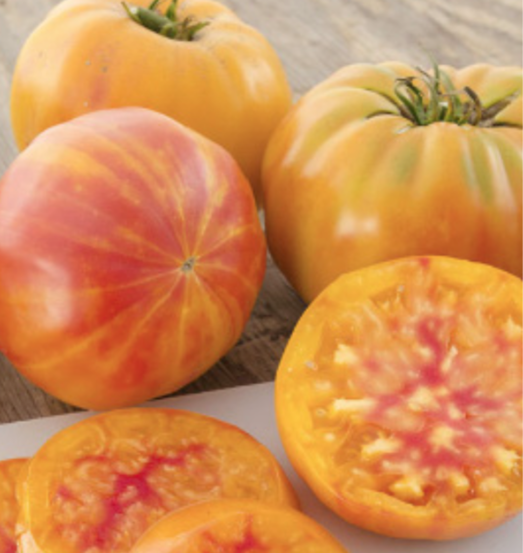 Tomato &#39;Big Rainbow&#39; - 4&quot; (AR)