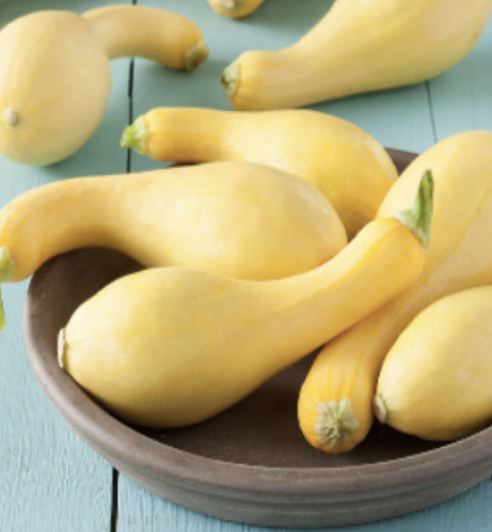 Yellow Crookneck Squash - 4&quot;
