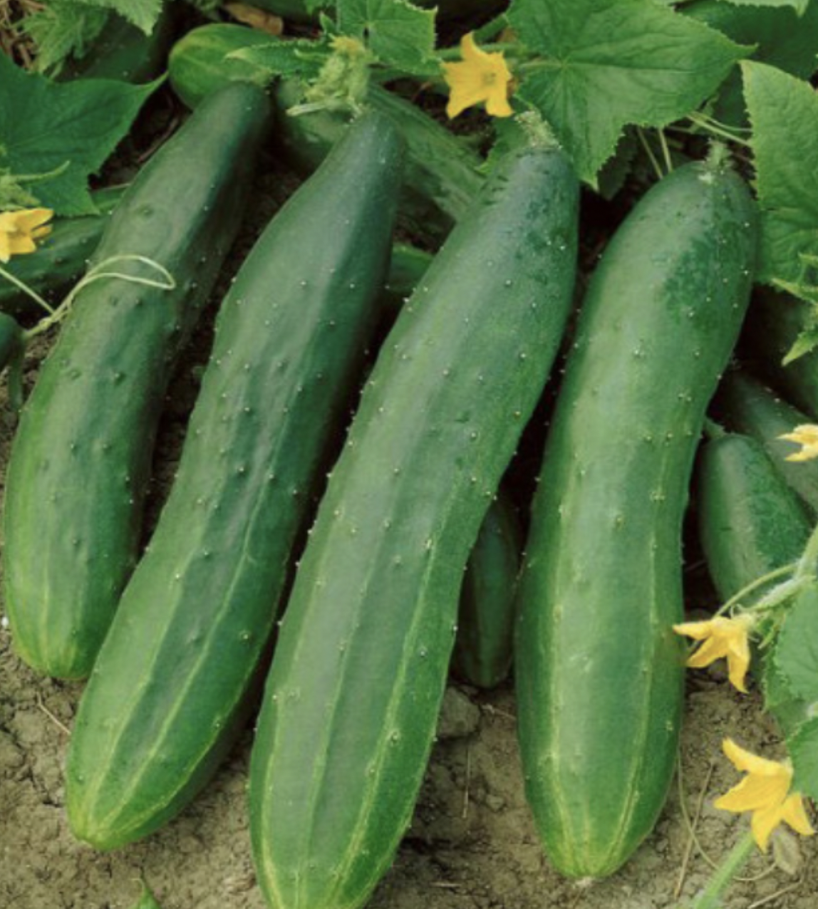 Cucumber &#39;Straight 8&#39; - 6pk