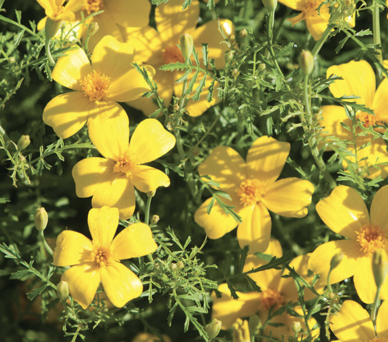 Marigold &#39;Lemon Gem&#39; - 6pk