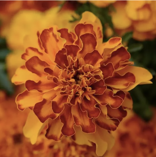 Marigold &#39;Bonanza Bolero&#39; - 6pk
