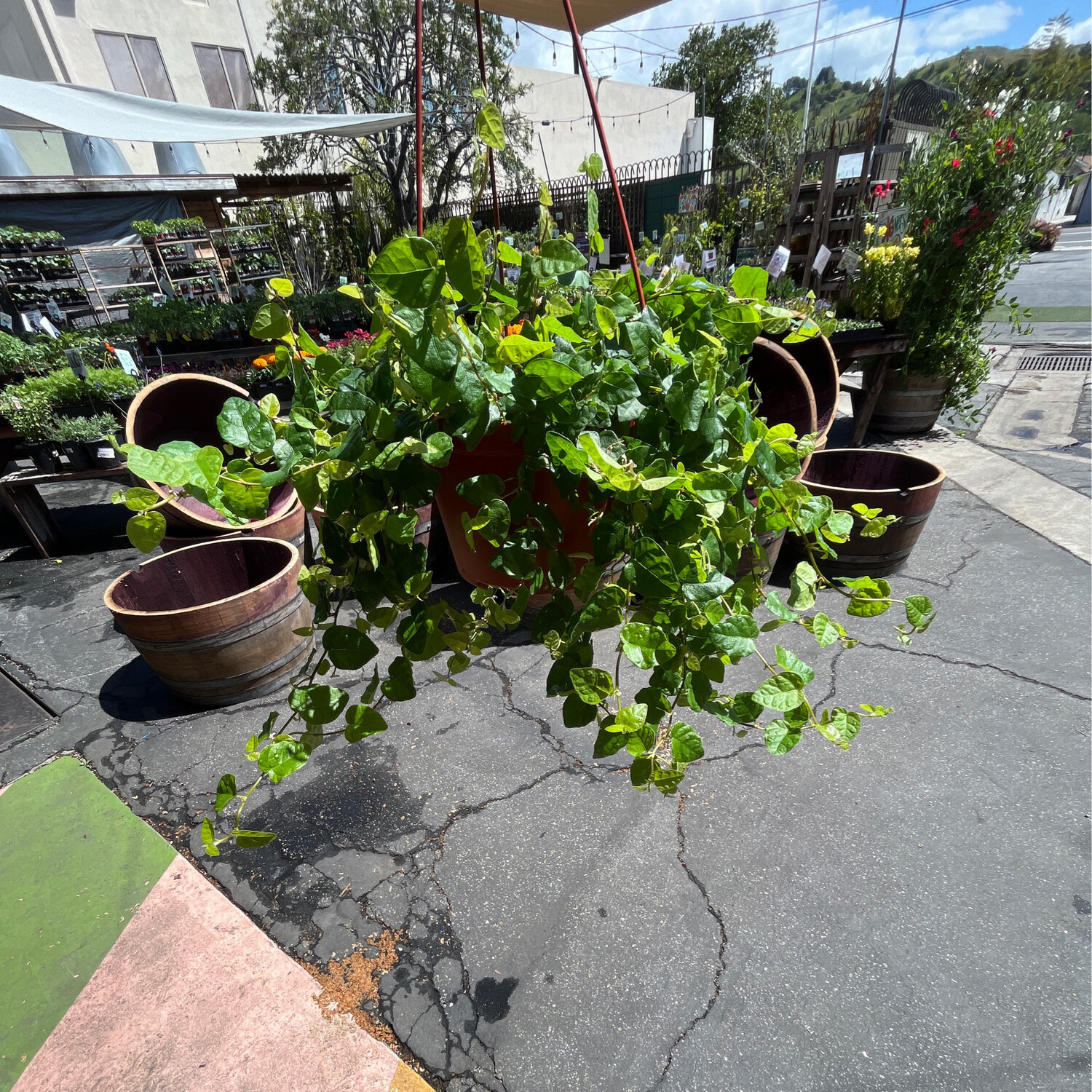 Ficus repens (Green Creeping Fig) - 6&quot;