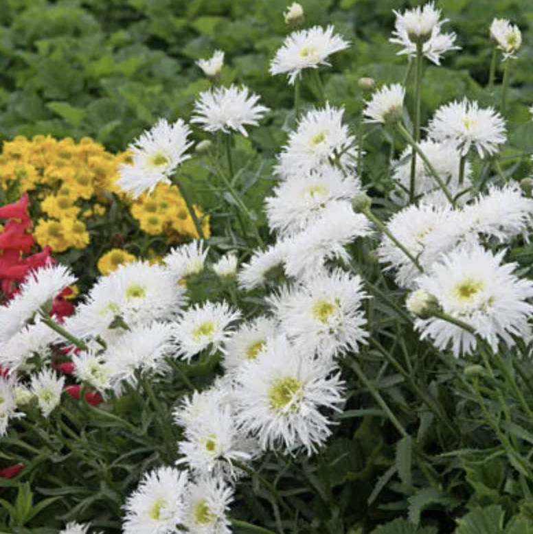 Shasta Daisy &#39;Shasta Crazy Daisy&#39; - 6pk