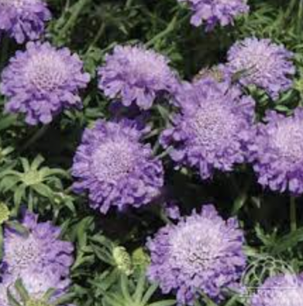 Scabiosa columbaria &#39;Blue Note&#39; - 6pk