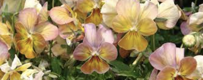 Viola &#39;Gem Apricot Antique&#39; - 6pk