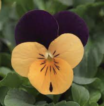 Viola &#39;Sorbet Orange Jump Up&#39; - 6pk