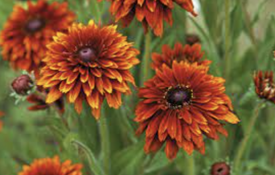 Rudbeckia hirta &#39;Cherokee Sunset&#39; - 6pk