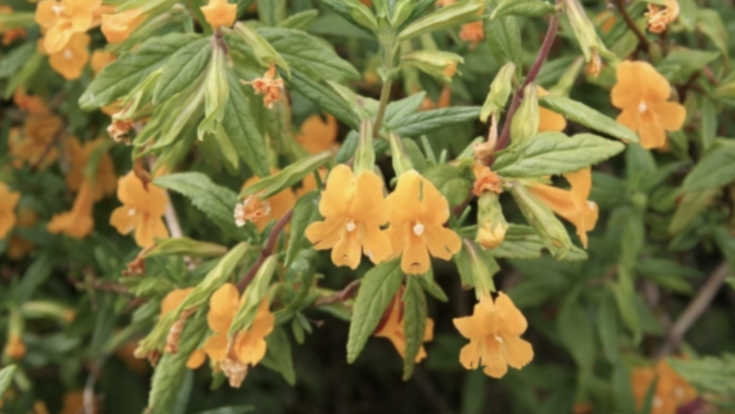 Mimulus aurantiacus (CA Monkeyflower) - 1g