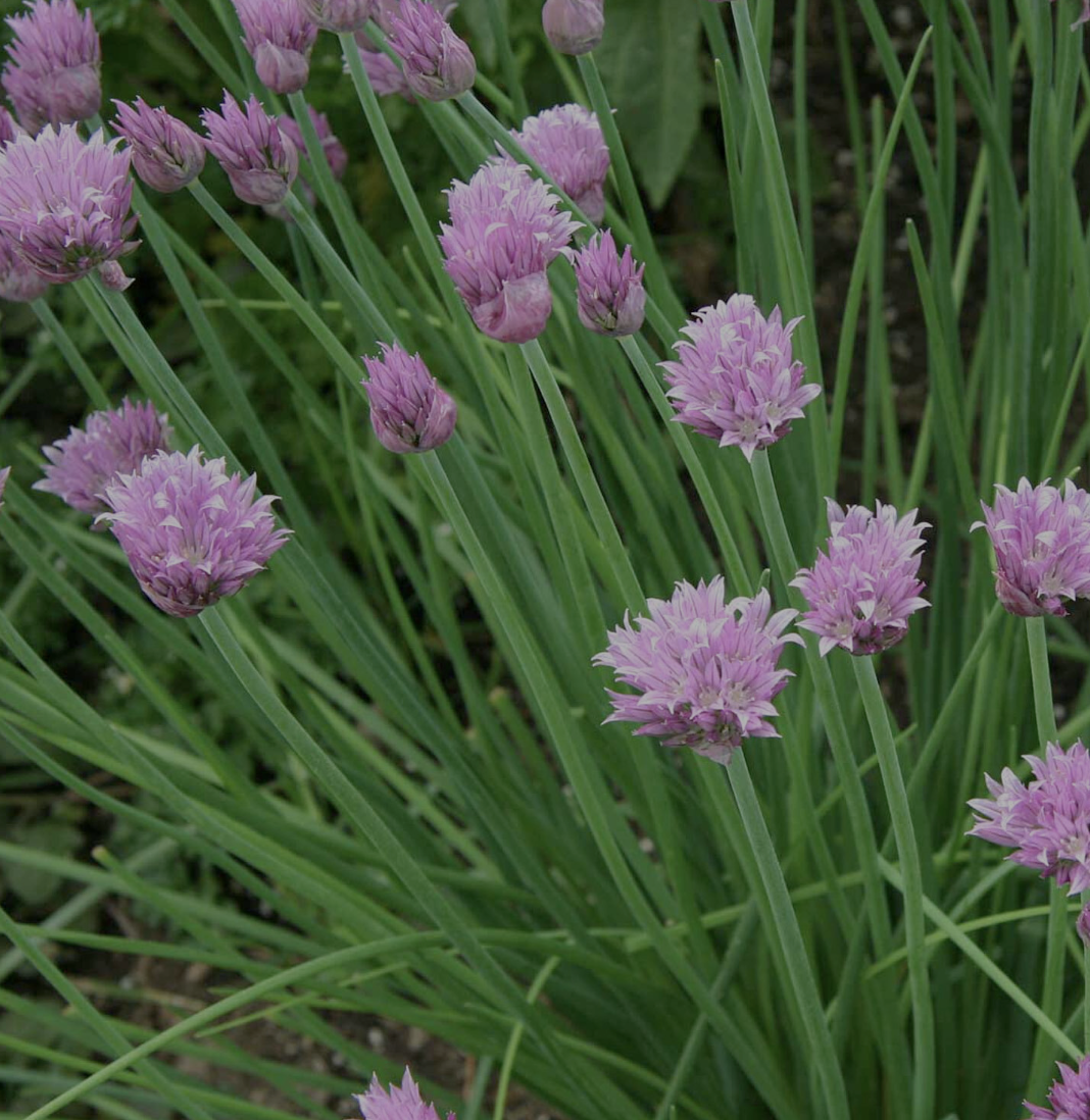 Fine Chives - 4&quot;