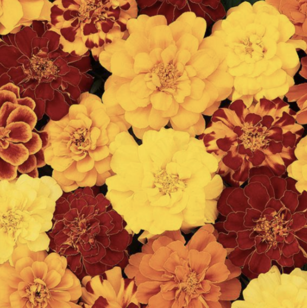 Marigold &#39;Durango Mix&#39; - 4&quot;