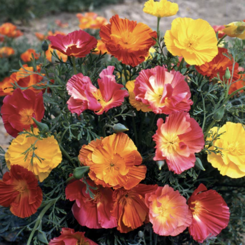 California Poppy &#39;Poppy Thai Silk&#39; - 6pk