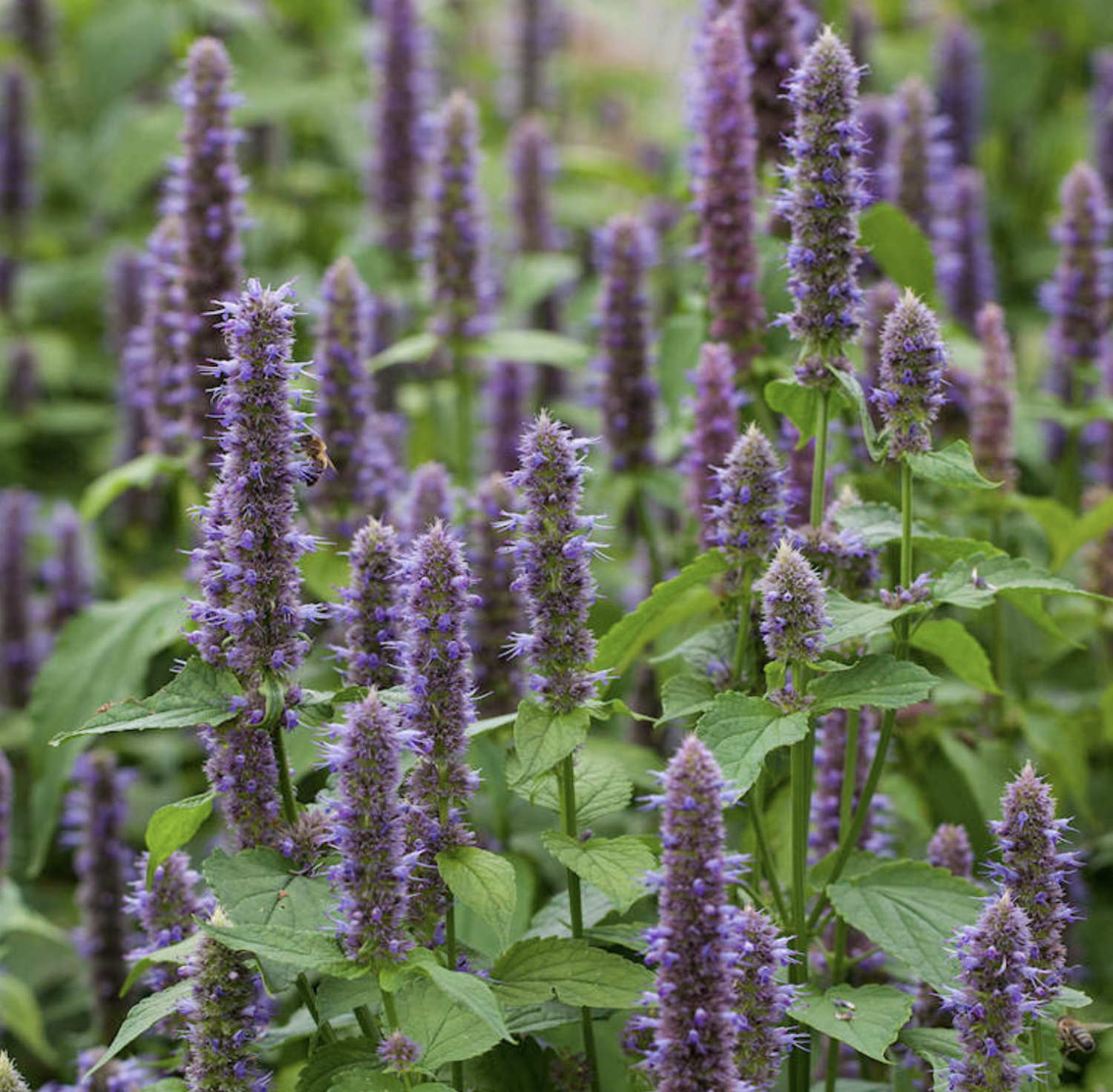 Anise hyssop - 4&quot;