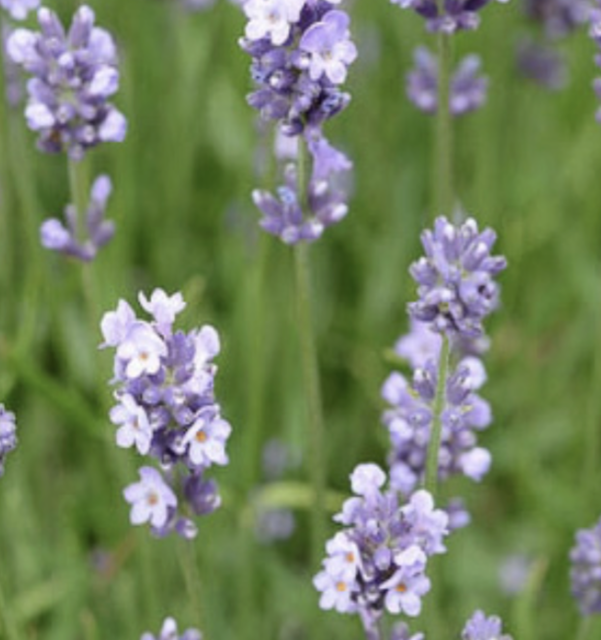 Lavender &#39;Munstead&#39; - 4&quot;