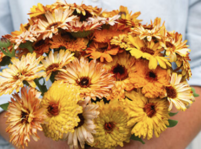 Calendula &#39;Flashback Mix&#39; - 4&quot;