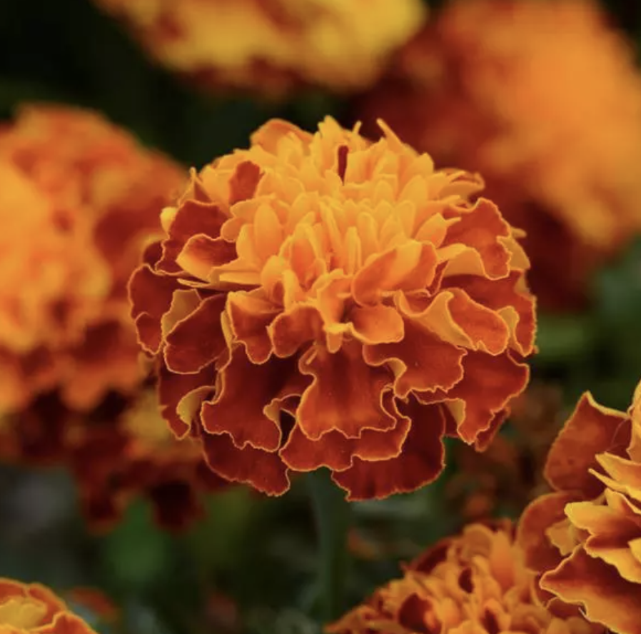 Marigold &#39;Hot Pak Flame&#39; - 6pk