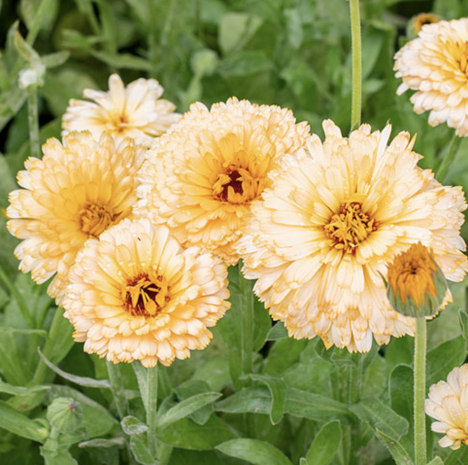 Calendula &#39;Apricot&#39; - 4&quot;