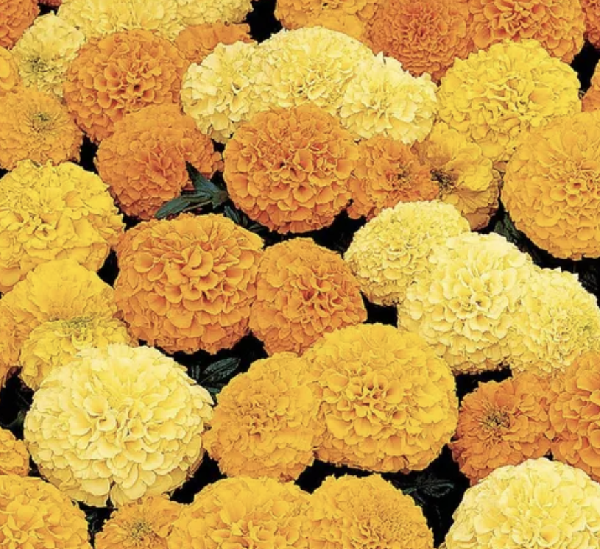 Marigold &#39;Inca II Mix&#39; - 6pk