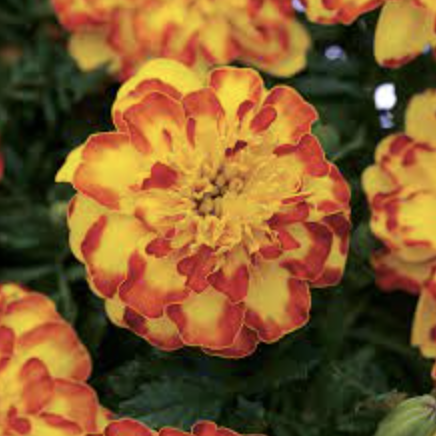 Marigold &#39;Flamenco&#39; - 6pk