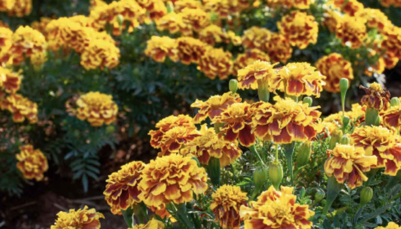 Marigold &#39;Little Hero Fire&#39; - 6pk