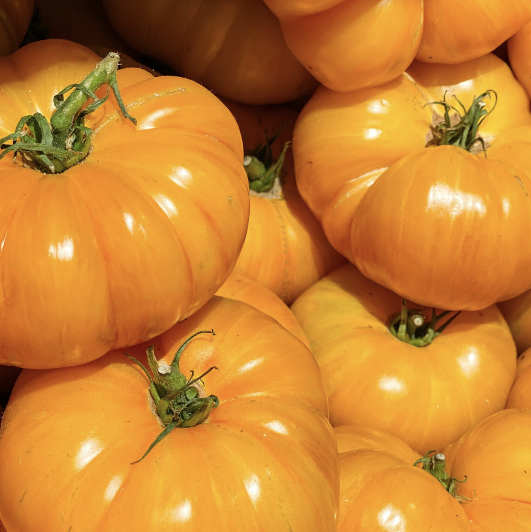 Tomato &#39;Brandywine Yellow&#39; - 4in