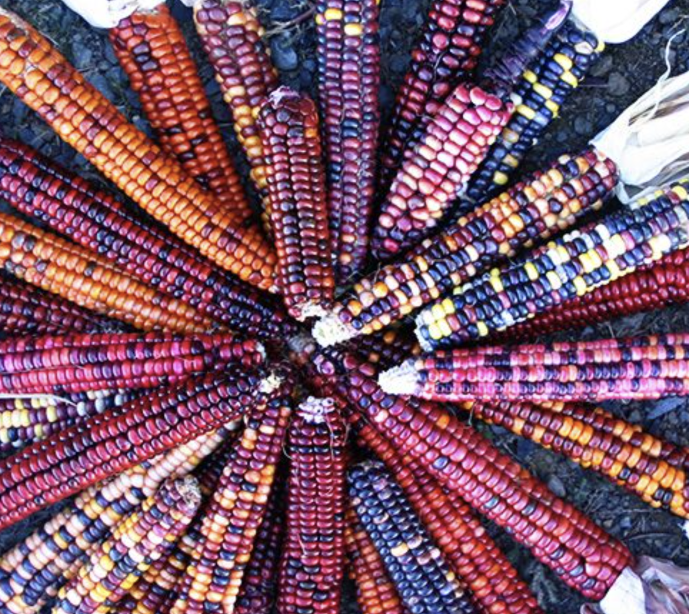 Corn &#39;Painted Mountain&#39; OG - 6pk