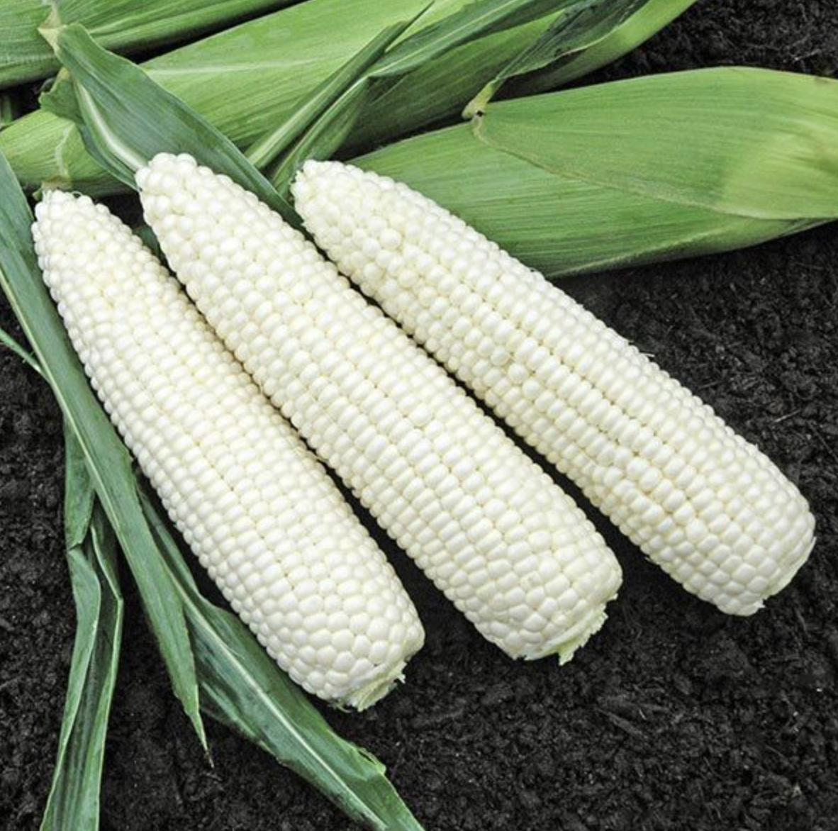 Corn &#39;Natural Bright&#39; OG - 6pk