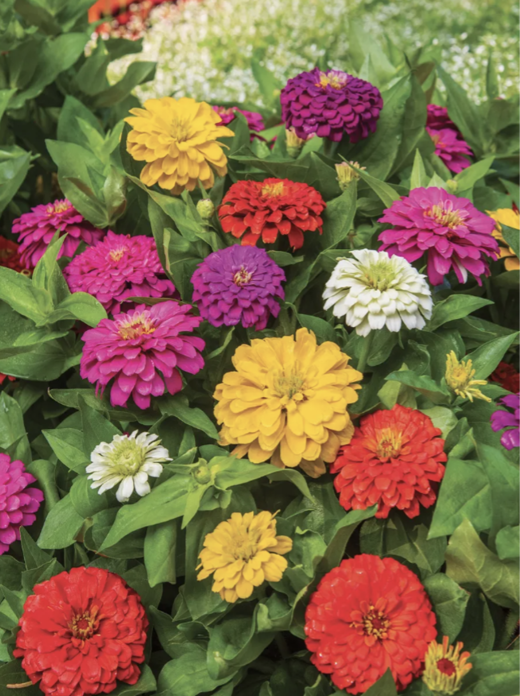 Zinnia &#39;Zesty Mix&#39; - 4&quot;