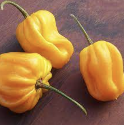 Habanero &#39;Yellow&#39; - 4&quot;