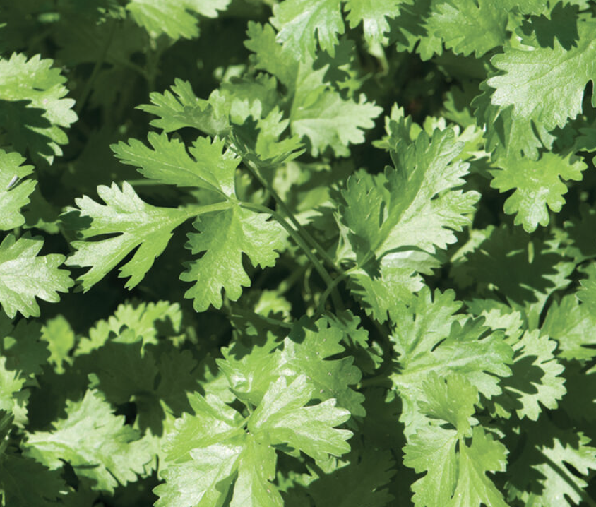 Cilantro &#39;Calypso&#39; - 4in