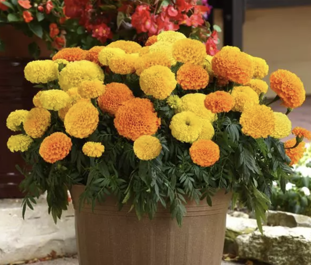 Marigold &#39;Marvel Mix&#39; - 6pk