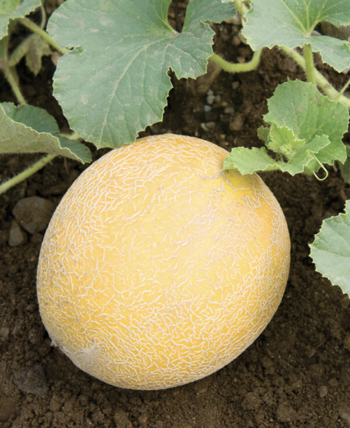 Melon &#39;Arava&#39; OG - 4&quot;