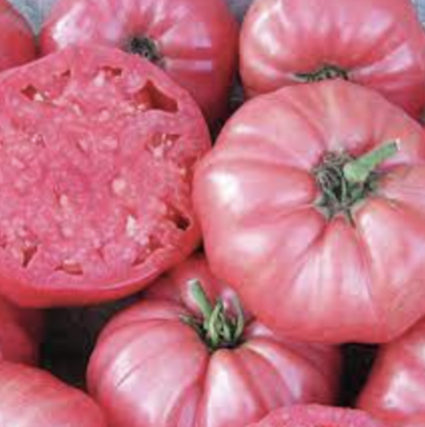 Tomato &#39;Brandywine&#39; - 1g