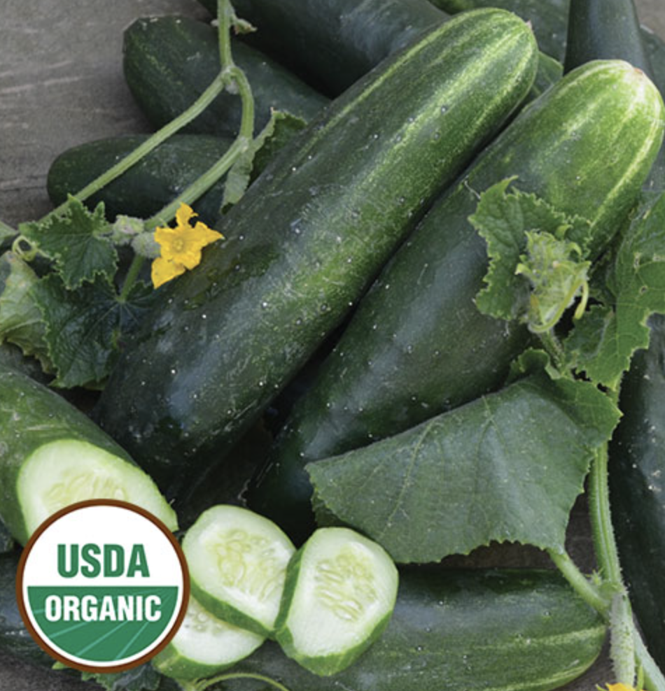 Cucumber &#39;Japanese Climbing&#39; OG - 4in