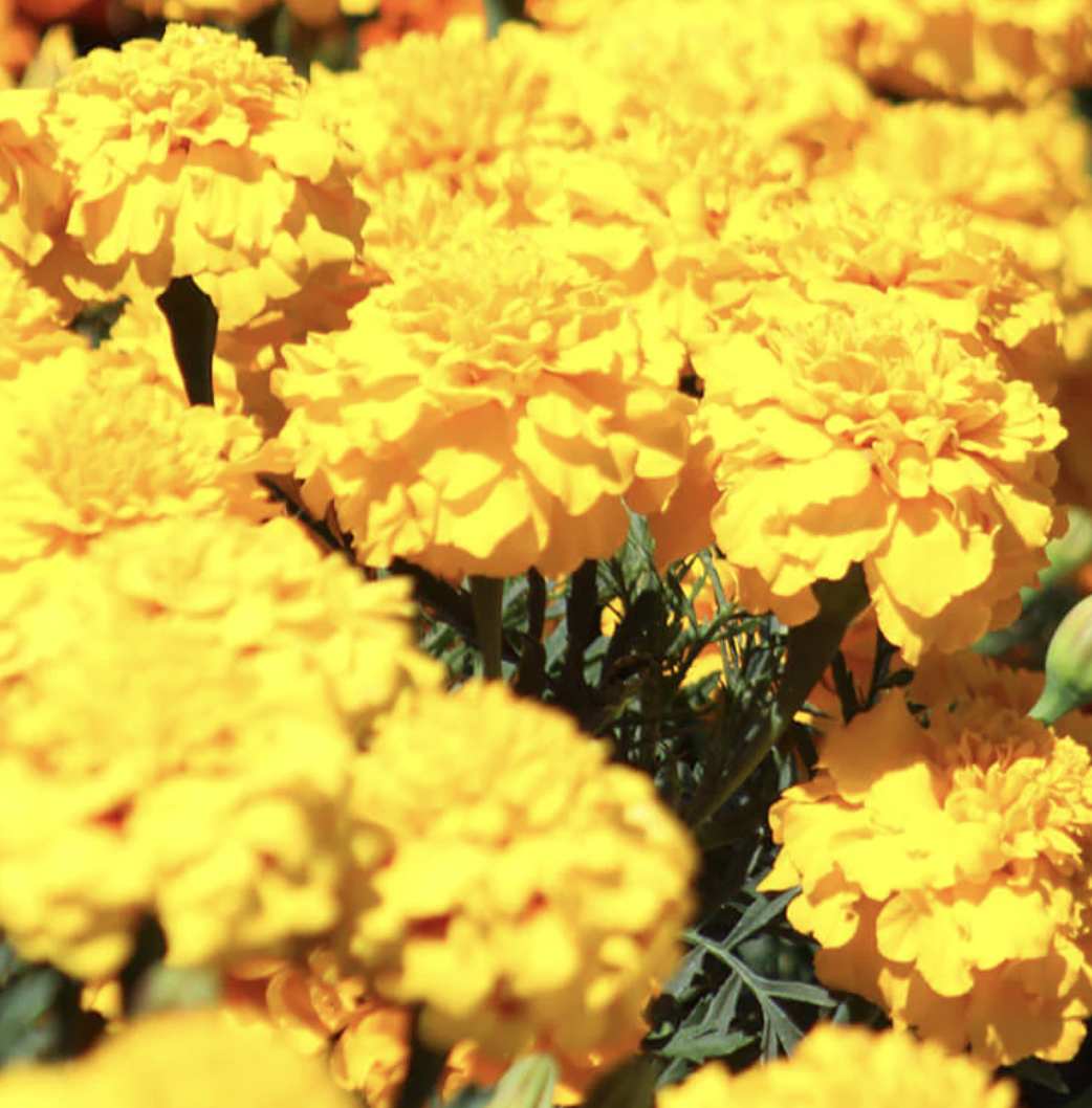 Marigold &#39;Super Hero Deep Yellow&#39;