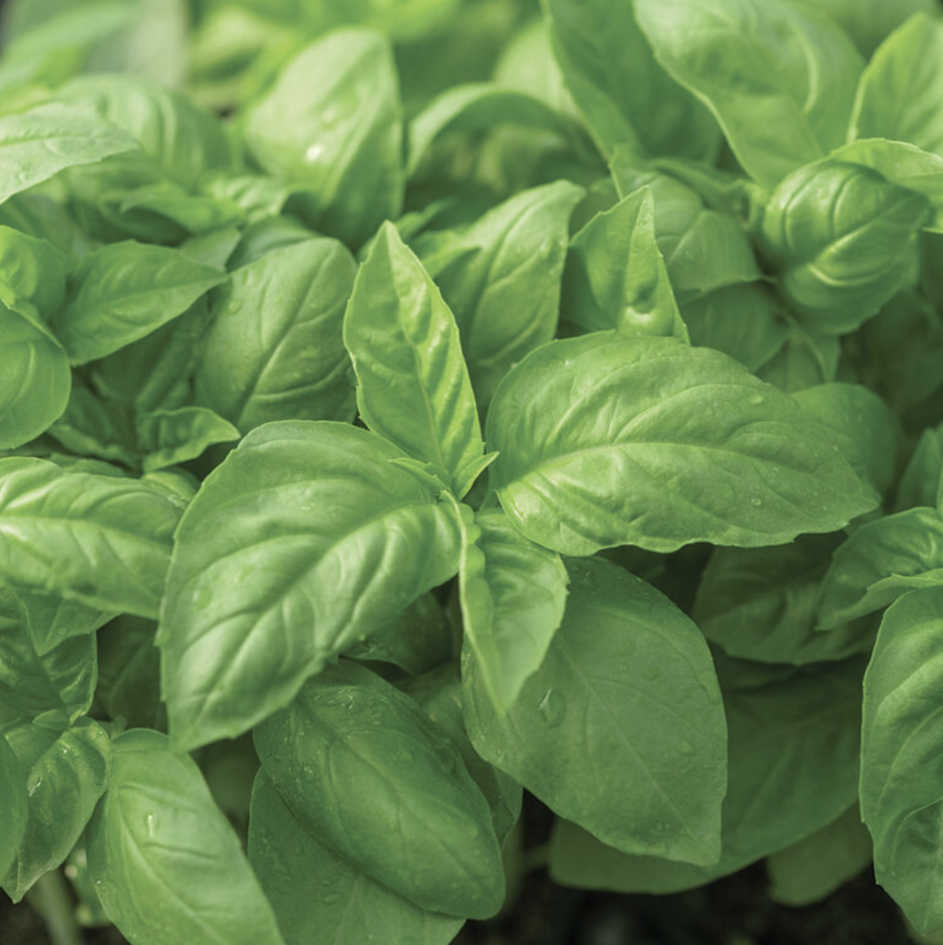Basil &#39;Prospera Italian Large Leaf&#39; - 4&quot;