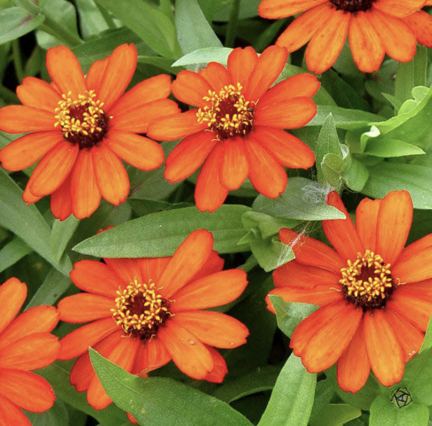 Zinnia &#39;Profusion Orange&#39; - 4in