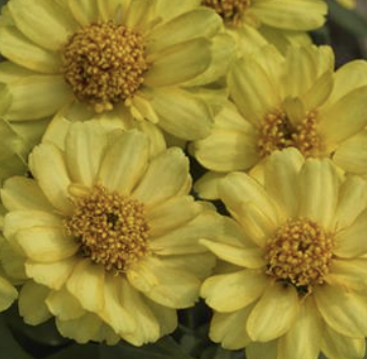 Zinnia &#39;Profusion Double Yellow&#39; - 4in