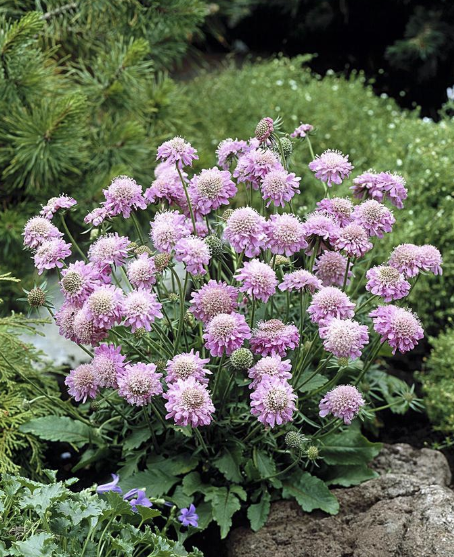Scabiosa japonica &#39;Pink Diamonds&#39; - 6pk
