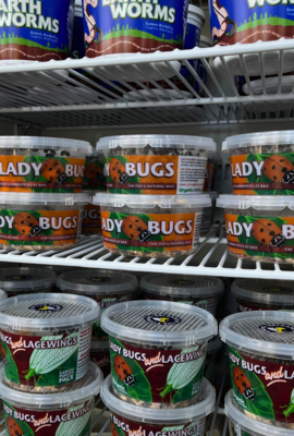 Beneficial Insects
