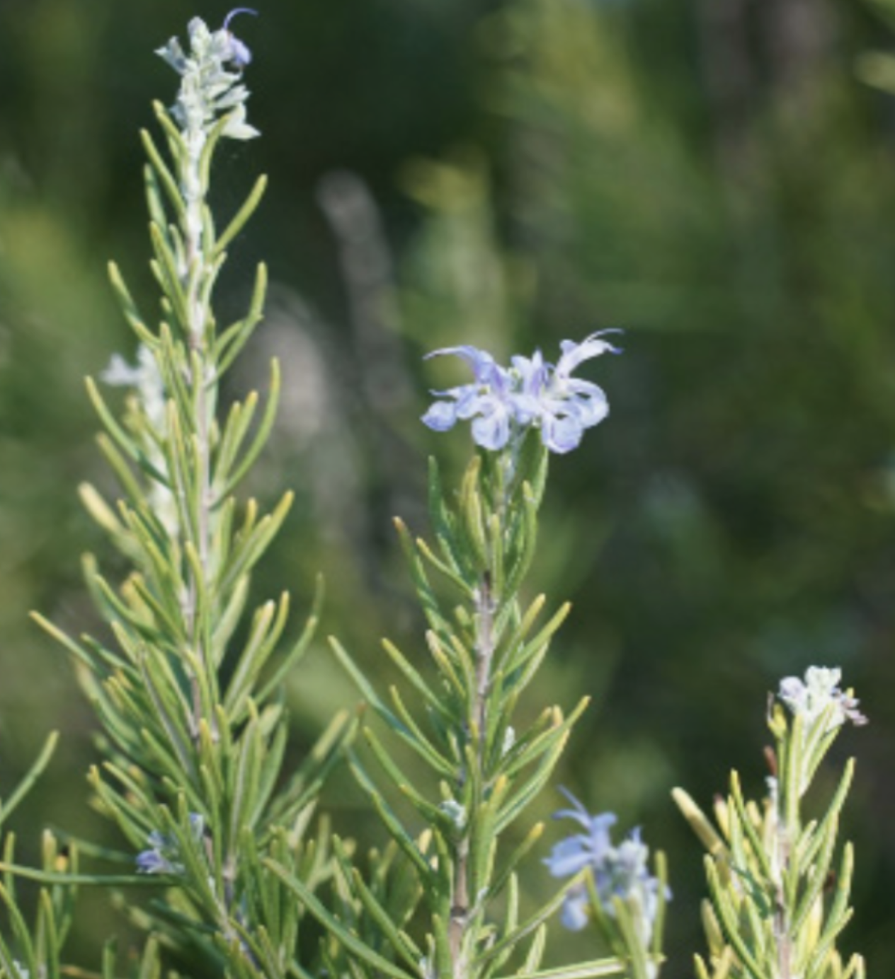 Upright Rosemary - 6&quot;
