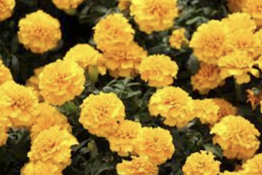 Marigold &#39;Hot Pak Yellow&#39; -  6pk