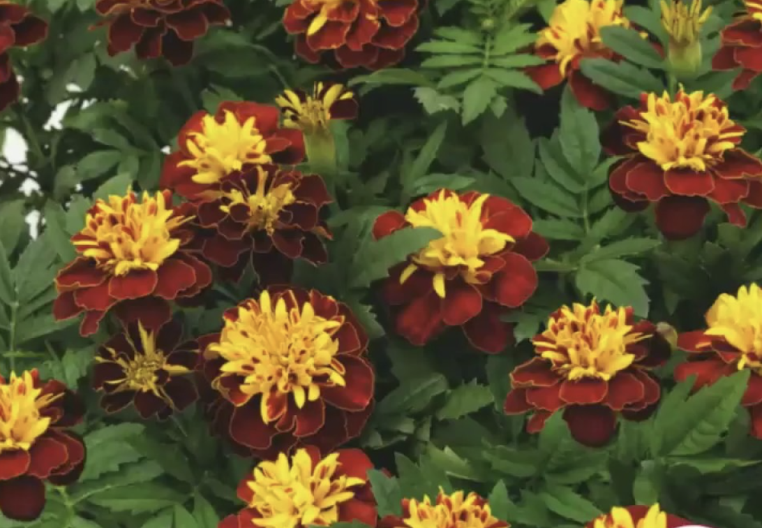 Marigold &#39;Super Hero Spry&#39; - 6pk
