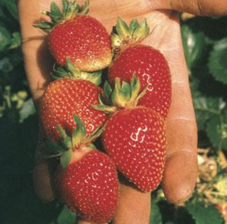 Strawberry &#39;Berry Basket White&#39; - 4&quot;
