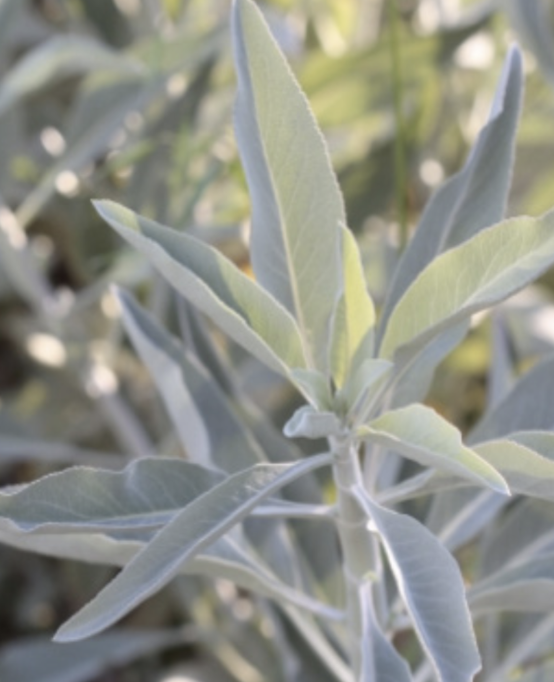 Salvia apiana (White Sage) - 5g