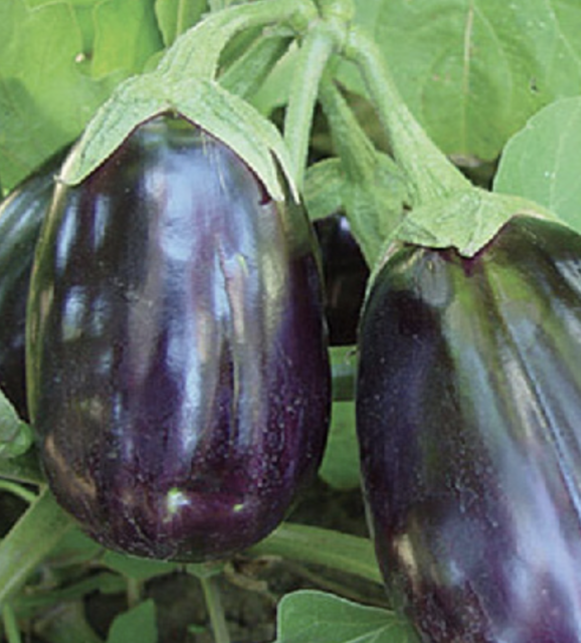 Eggplant &#39;Black Beauty&#39; - 6pk