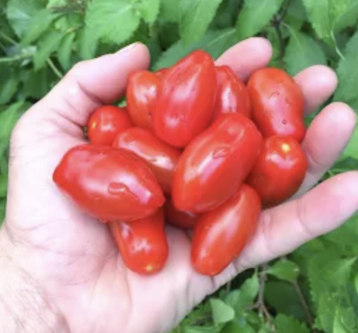 Tomato &#39;Mini Marzano&#39; - 1g